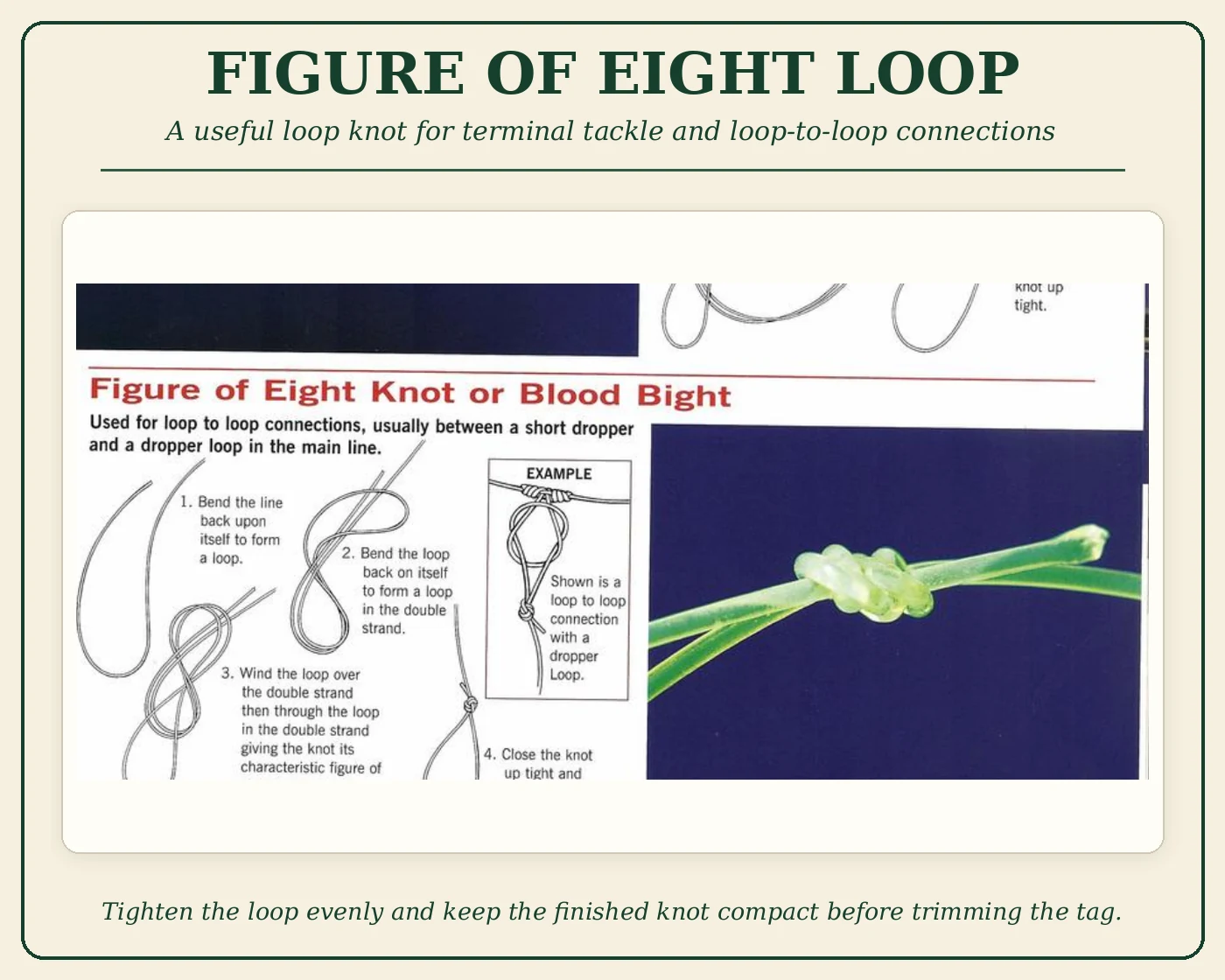 Step-by-step Figure of Eight Loop fishing knot diagram