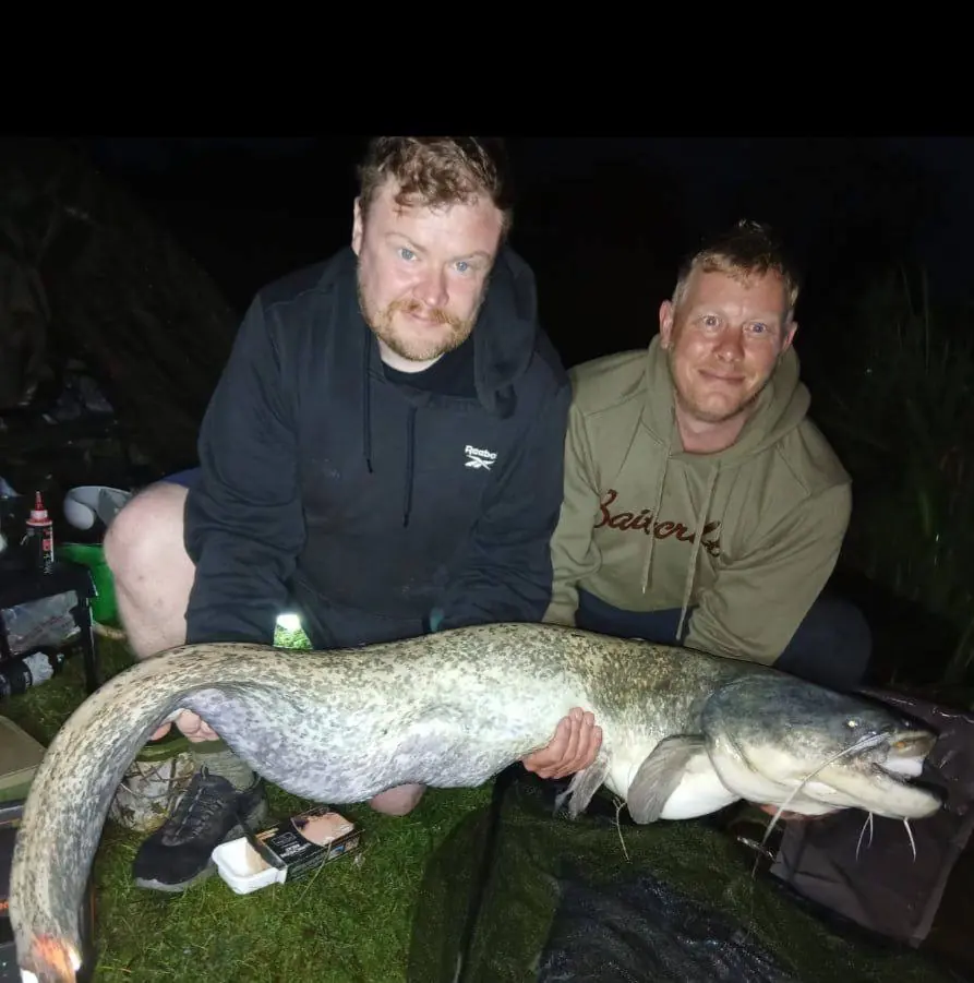 Two anglers holding a large catfish caught at Toddington Fisheries in Bedfordshire